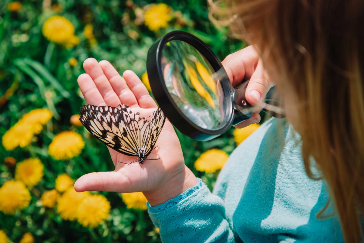 Kind beobachtet mit einer Lupe einen Schmetterling auf seiner Hand inmitten einer blühenden Wiese.
